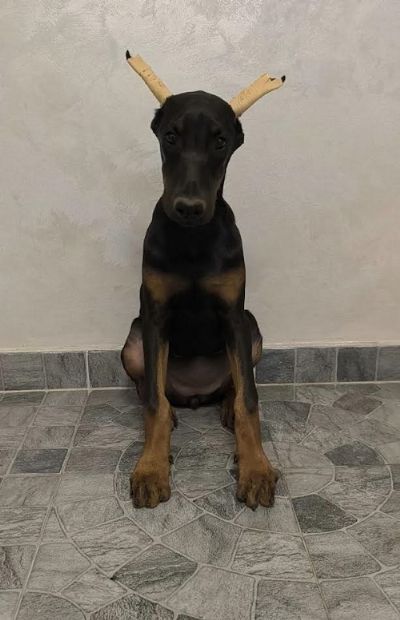 Doberman 